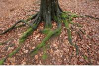 roots mossy 0001